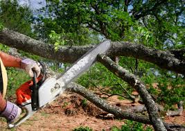 How Our Tree Care Process Works  in Soledad, CA